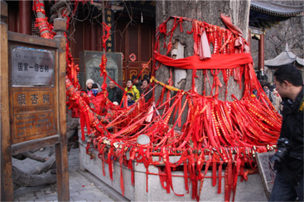 雌雄同体的千年银杏树向车友们阐述了千年之恋